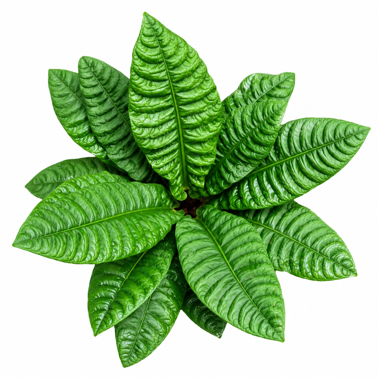 Anthurium Reflexinervium