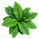 Anthurium Reflexinervium
