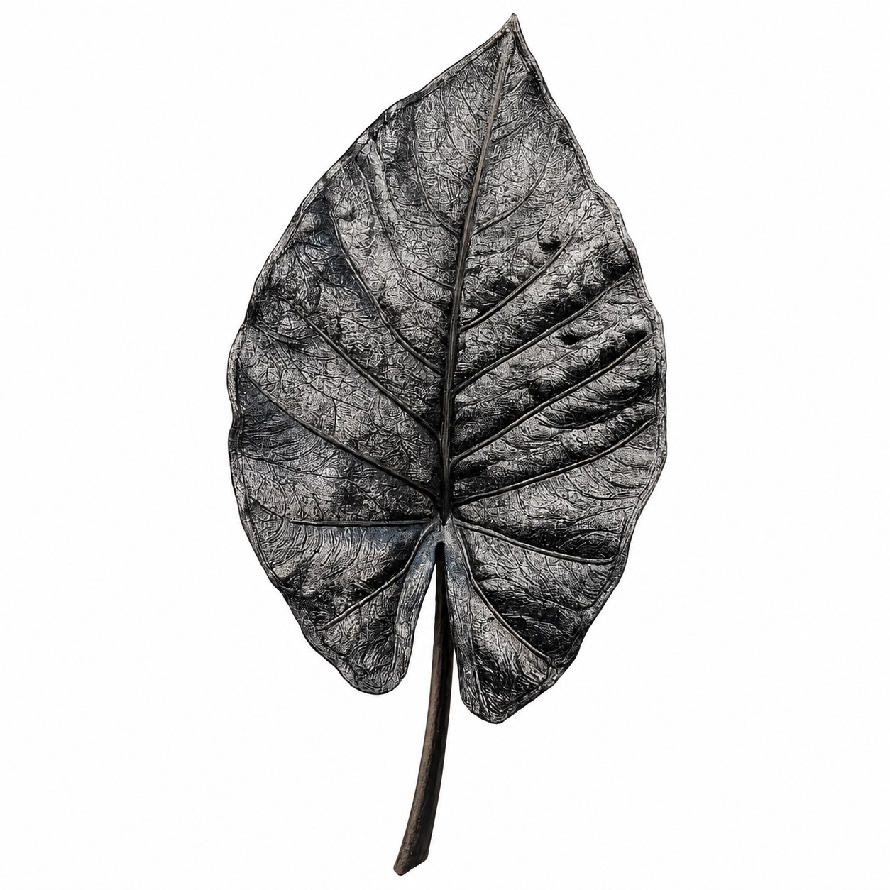 Alocasia Antoro Velvet