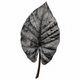 Alocasia Antoro Velvet