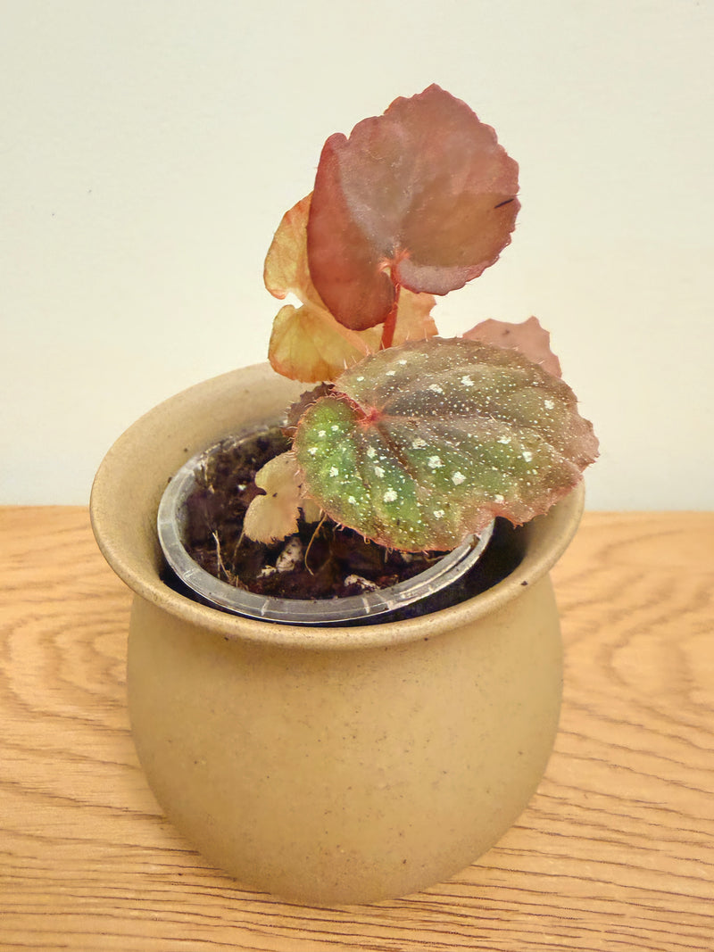 Begonia Super Universe