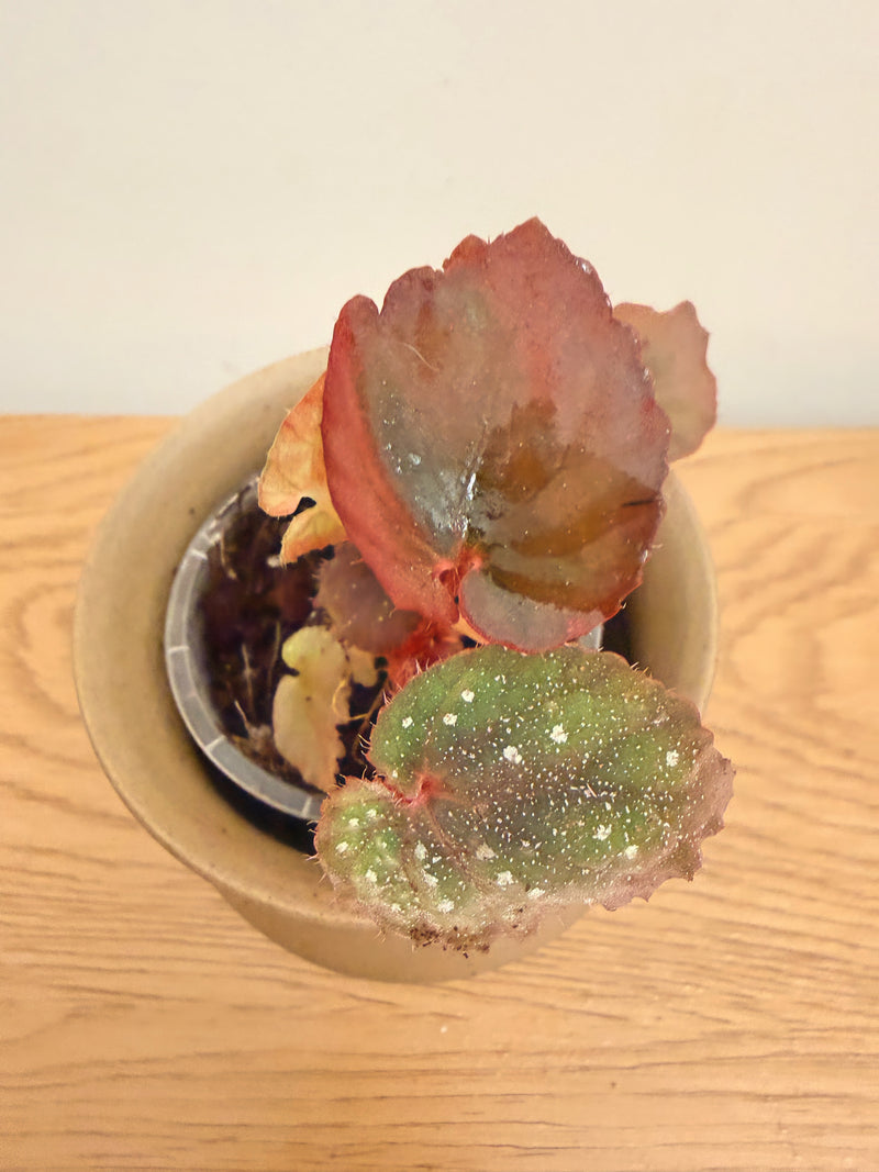 Begonia Super Universe