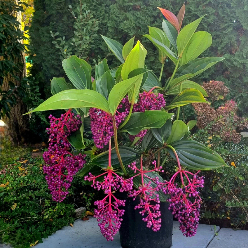 Medinilla Myriantha - Malaysian Orchid (A)