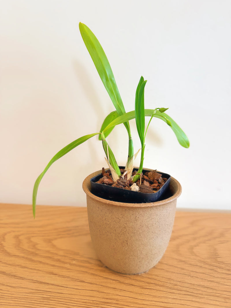 Gomesa (Oncidium) Longipes