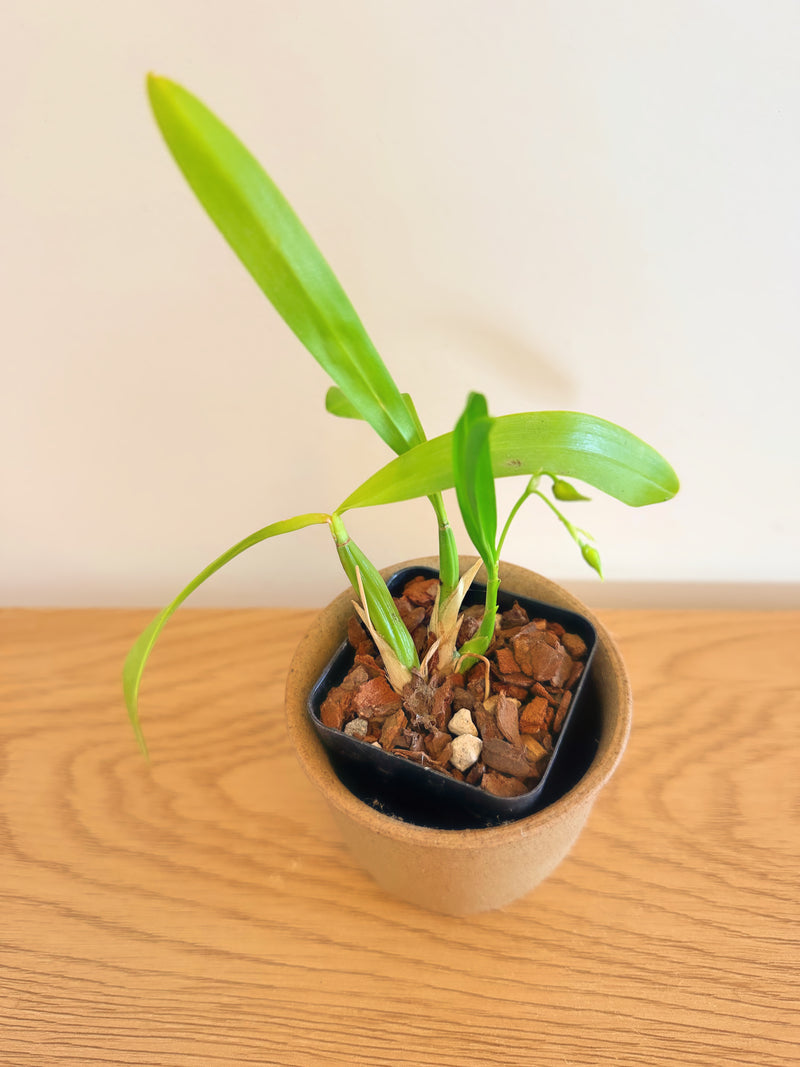 Gomesa (Oncidium) Longipes