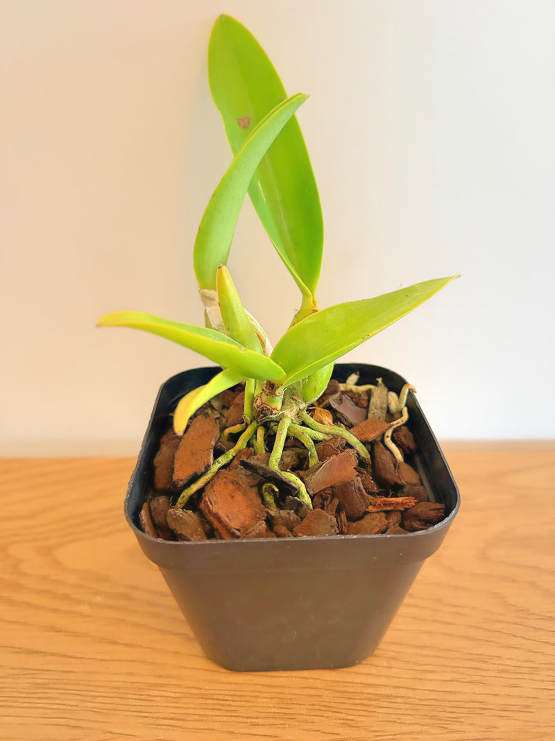 C. Labiata Semi-Alba ‘Select No.1’ x Lc. Aloha Case ‘Hsinying’