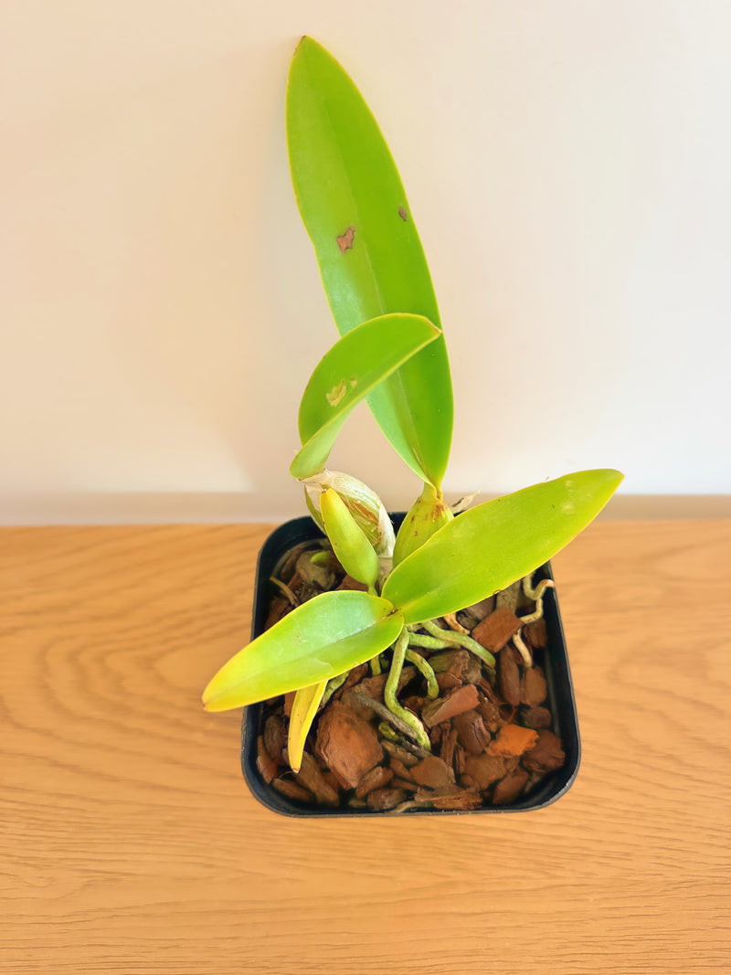 C. Labiata Semi-Alba ‘Select No.1’ x Lc. Aloha Case ‘Hsinying’