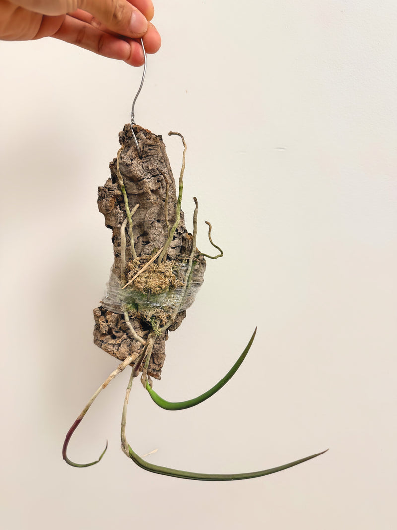 Brassavola Perrinii (Mounted)