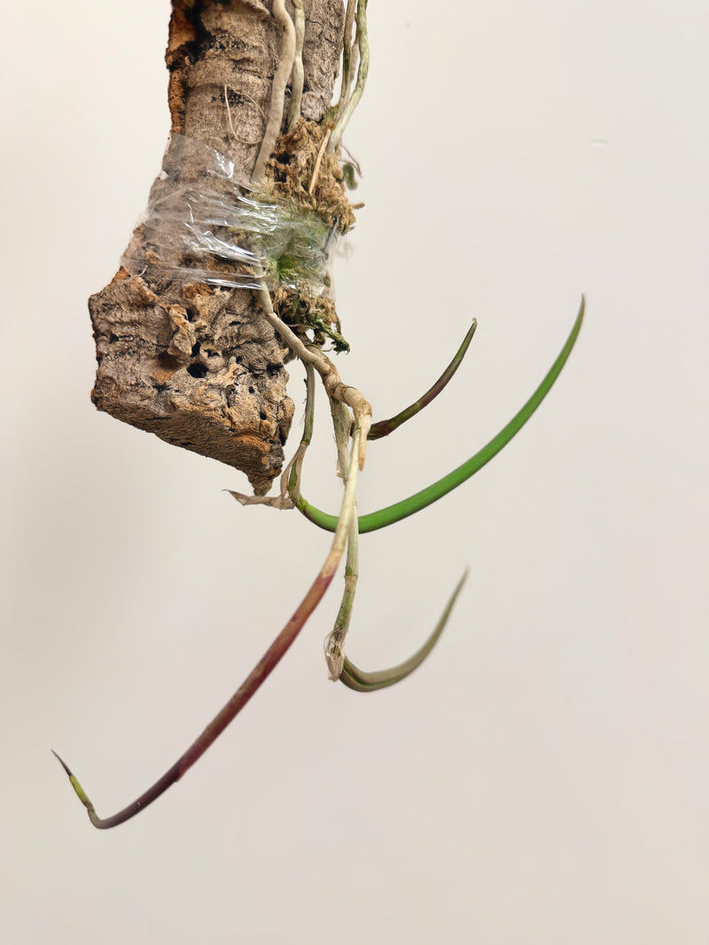 Brassavola Perrinii (Mounted)